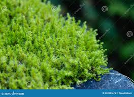 Attēlu rezultāti vaicājumam “Rhytidiadelphus squarrosus”