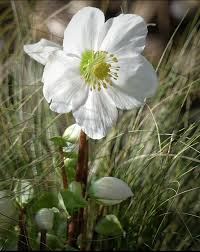 Attēlu rezultāti vaicājumam “Helleborus niger”