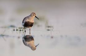 Attēlu rezultāti vaicājumam “Calidris alpina adult”
