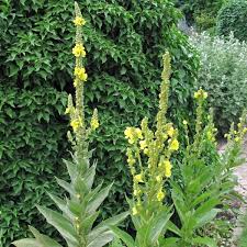 Image result for Verbascum densiflorum