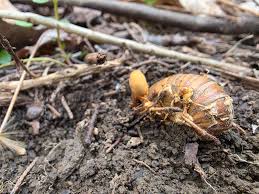 Attēlu rezultāti vaicājumam “Cordyceps stylophora”