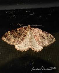 Attēlu rezultāti vaicājumam “Triphosa dubitata”