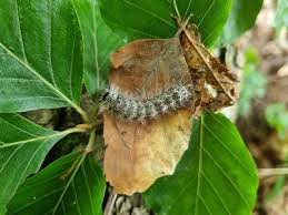 Attēlu rezultāti vaicājumam “Lymantria monacha imago”