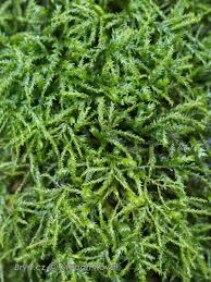 Attēlu rezultāti vaicājumam “Anomodon longifolius”