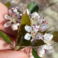 Attēlu rezultāti vaicājumam “Aronia melanocarpa flower”