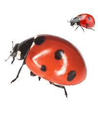 Attēlu rezultāti vaicājumam “Coccinella septempunctata”