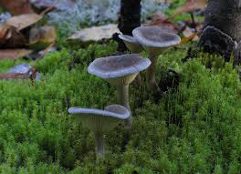 Attēlu rezultāti vaicājumam “Cantharellula umbonata”