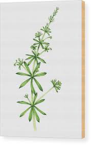 Image result for Galium aparine
