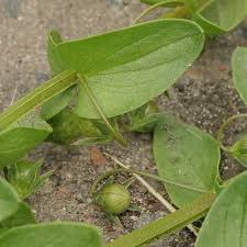 Attēlu rezultāti vaicājumam “Anagallis arvensis leaf”