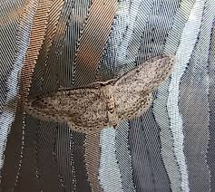 Attēlu rezultāti vaicājumam “Idaea seriata”