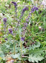 Attēlu rezultāti vaicājumam “Ajuga genevensis”