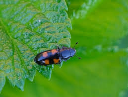 Attēlu rezultāti vaicājumam “Glischrochilus quadripunctatus”