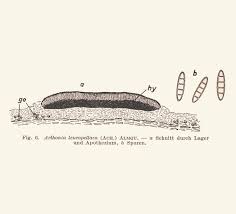 Attēlu rezultāti vaicājumam “Arthonia leucopellaea”