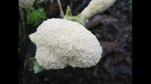 Attēlu rezultāti vaicājumam “Fuligo candida”