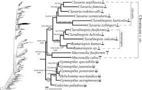 Attēlu rezultāti vaicājumam “Pistillaria sp.”