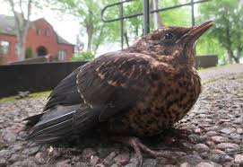 Attēlu rezultāti vaicājumam “Turdus merula juvenile”