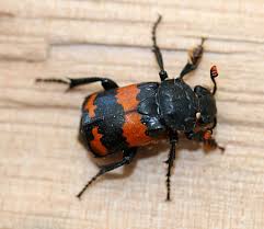 Attēlu rezultāti vaicājumam “Nicrophorus investigator imago”