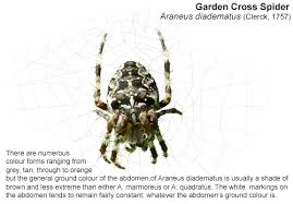 Attēlu rezultāti vaicājumam “Araneus diadematus”