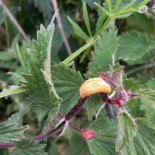 Attēlu rezultāti vaicājumam “Puccinia urticata”