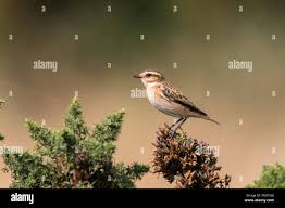 Attēlu rezultāti vaicājumam “Saxicola rubetra juvenile”