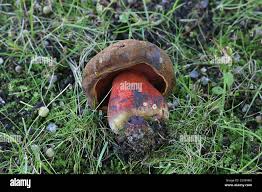 Attēlu rezultāti vaicājumam “Sutorius luridiformis”