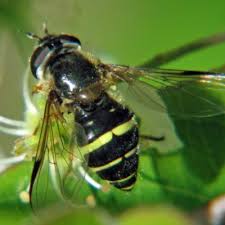 Attēlu rezultāti vaicājumam “Dasysyrphus tricinctus”