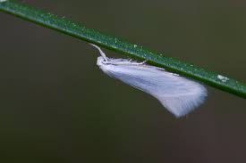 Attēlu rezultāti vaicājumam “Elachista argentella”