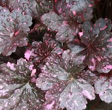Image result for Heuchera `Midnight Rose`