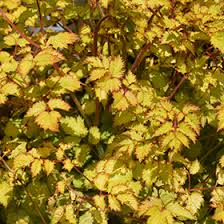 Attēlu rezultāti vaicājumam “Astilbe chinensis leaf”
