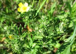 Attēlu rezultāti vaicājumam “Potentilla argentea”