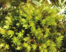 Attēlu rezultāti vaicājumam “Aulacomnium androgynum sporophyte”