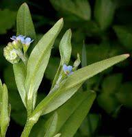 Attēlu rezultāti vaicājumam “Myosotis laxa subsp. baltica leaf”