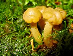 Attēlu rezultāti vaicājumam “Octospora splachnophila spores”