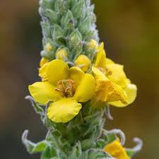 Attēlu rezultāti vaicājumam “Verbascum thapsus flower”