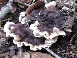 Attēlu rezultāti vaicājumam “Phellodon melaleucus”