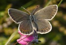 Attēlu rezultāti vaicājumam “Plebejus argus male”
