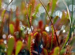 Attēlu rezultāti vaicājumam “Drosera x obovata leaf”