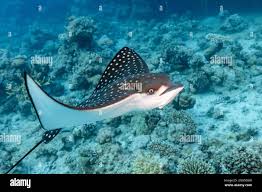 Image result for Aetobatus ocellatus