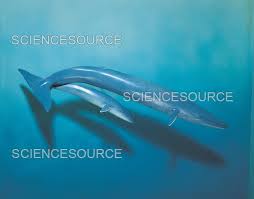 Image result for Balaenoptera musculus