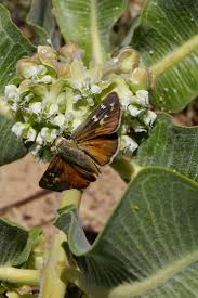 Attēlu rezultāti vaicājumam “Arenaria procera leaf”