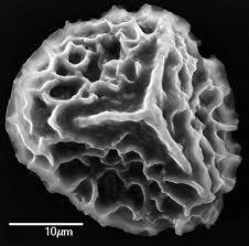 Attēlu rezultāti vaicājumam “Diphasium complanatum”
