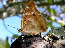 Attēlu rezultāti vaicājumam “Apatura ilia underside”