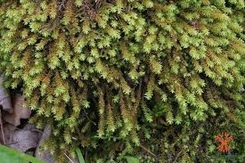 Attēlu rezultāti vaicājumam “Anomodon viticulosus”