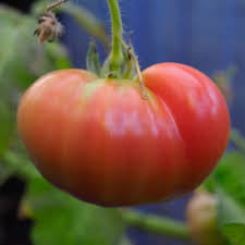 Afbeeldingsresultaat voor earliana tomato