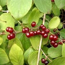 Attēlu rezultāti vaicājumam “Lonicera xylosteum fruit”
