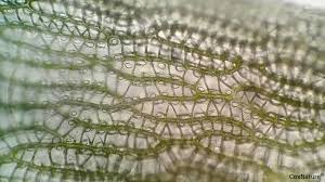 Attēlu rezultāti vaicājumam “Sphagnum inundatum”