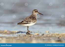 Attēlu rezultāti vaicājumam “Calidris falcinellus adult”