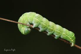 Attēlu rezultāti vaicājumam “Orthosia cerasi”