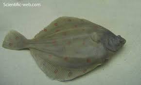 Image result for Pleuronectes platessa