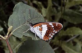 Attēlu rezultāti vaicājumam “Limenitis camilla underside”